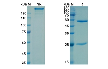 Campath-9H (CD4) - Research Grade Biosimilar Antibody