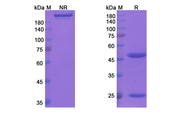 Cantuzumab Mertansine (CA242) - Research Grade Biosimilar Antibody