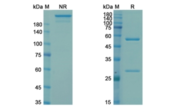 Cendakimab (IL13) - Research Grade Biosimilar Antibody