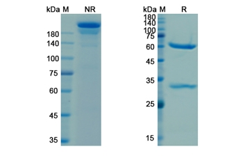 Cetuximab (EGFR) - Research Grade Biosimilar Antibody