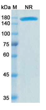 Cibisatamab (CD3E/CEACAM5) - Research Grade Biosimilar Antibody