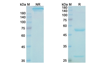 Cinpanemab (SNCA ) - Research Grade Biosimilar Antibody