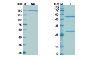 Clazakizumab (IL6) - Research Grade Biosimilar Antibody