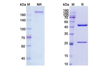Clenoliximab (CD4) - Research Grade Biosimilar Antibody