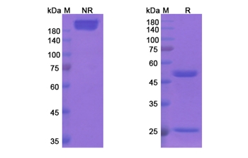 Clivatuzumab Tetraxetan (MUC1/CD227) - Research Grade Biosimilar Antibody