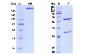 Codrituzumab (GPC3) - Research Grade Biosimilar Antibody