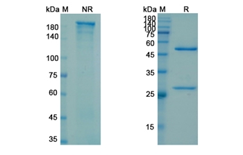Cofetuzumab (PTK7) - Research Grade Biosimilar Antibody