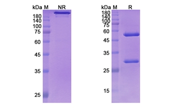 Coltuximab Ravtansine (CD19 ) - Research Grade Biosimilar Antibody
