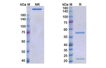 Cosibelimab (CD274/PD-L1/B7-H1) - Research Grade Biosimilar Antibody