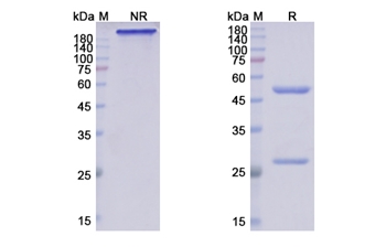 Crenezumab (APP Abeta42 and Abeta40) - Research Grade Biosimilar Antibody
