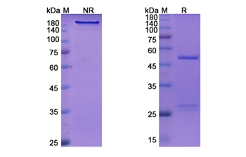 Crizanlizumab (SELP) - Research Grade Biosimilar Antibody