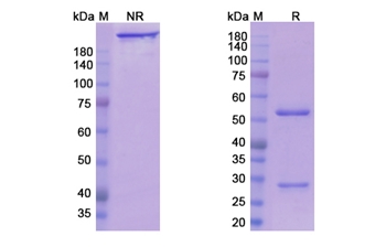 Crotedumab (GCGR) - Research Grade Biosimilar Antibody