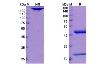 cT84.66 (CEACAM5/CD66e) - Research Grade Biosimilar Antibody