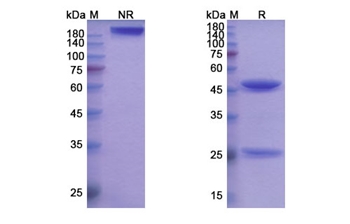 Cusatuzumab (CD70/TNFSF7) - Research Grade Biosimilar Antibody