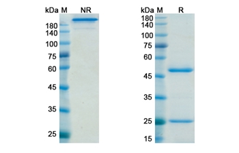 Dacetuzumab (CD40) - Research Grade Biosimilar Antibody