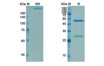Demcizumab (DLL4 ) - Research Grade Biosimilar Antibody