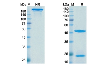 Denintuzumab Mafodotin (CD19) - Research Grade Biosimilar Antibody