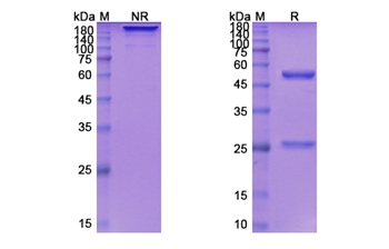 Depatuxizumab (EGFR) - Research Grade Biosimilar Antibody