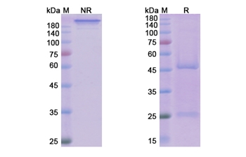 Dilpacimab (DLL4/VEGFA) - Research Grade Biosimilar Antibody