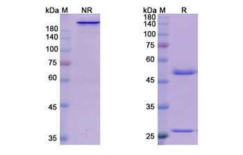 Domagrozumab (MSTN /GDF8) - Research Grade Biosimilar Antibody