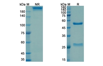 Drozitumab (TNFRSF10B/TRAILR2/CD262) - Research Grade Biosimilar Antibody