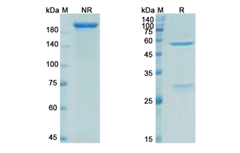 Ecromeximab (ganglioside GD4) - Research Grade Biosimilar Antibody