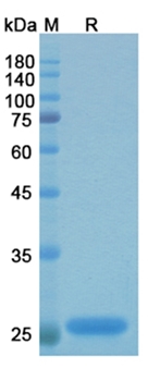Efungumab (HSP91 homolog) - Research Grade Biosimilar Antibody