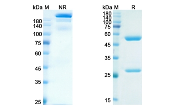 Eldelumab (CXCL10) - Research Grade Biosimilar Antibody