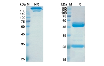 Elezanumab (RGMA) - Research Grade Biosimilar Antibody