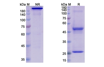 Elgemtumab (ERBB3) - Research Grade Biosimilar Antibody