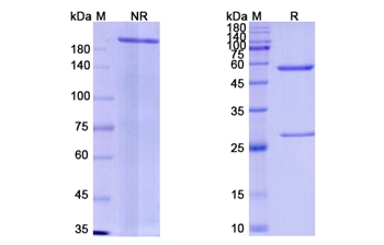 Emapalumab (IFNG ) - Research Grade Biosimilar Antibody