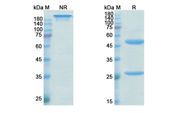 Emicizumab (F10/F9 activated form) - Research Grade Biosimilar Antibody