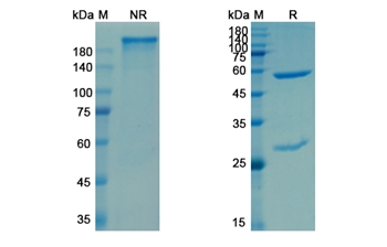 Enoblituzumab (CD276/B7-H3) - Research Grade Biosimilar Antibody