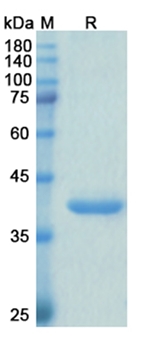Envafolimab (CD274/PD-L1/B7-H1) - Research Grade Biosimilar Antibody