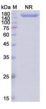 Epcoritamab (CD3E;MS4A1/CD20) - Research Grade Biosimilar Antibody