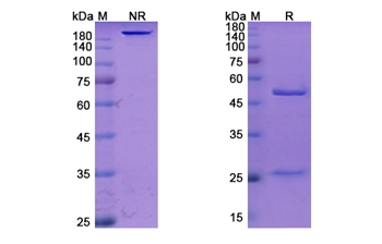 Epitumomab (MUC1/CD227) - Research Grade Biosimilar Antibody