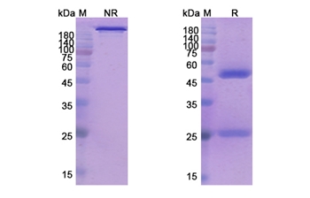 Epratuzumab (CD22) - Research Grade Biosimilar Antibody