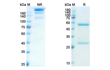 Erlizumab (ITGB2/CD18 ) - Research Grade Biosimilar Antibody
