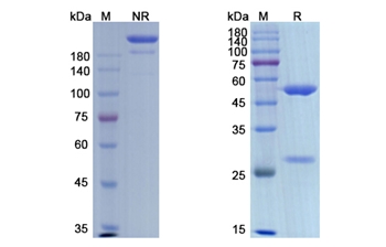 Etaracizumab (ITGAV_ITGB3) - Research Grade Biosimilar Antibody
