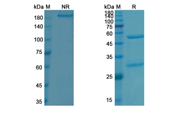 Evinacumab (ANGPTL3) - Research Grade Biosimilar Antibody