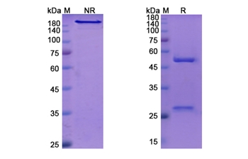 Faralimomab (IFNA1) - Research Grade Biosimilar Antibody