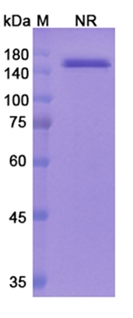 Faricimab (ANGPT2/VEGFA) - Research Grade Biosimilar Antibody