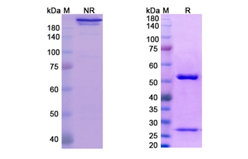 Farletuzumab (FOLR1 ) - Research Grade Biosimilar Antibody