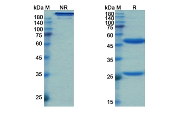 Fasinumab (NGF/NGFB ) - Research Grade Biosimilar Antibody
