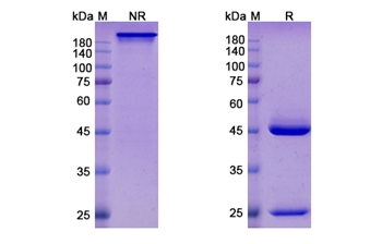 Felvizumab (RSV) - Research Grade Biosimilar Antibody