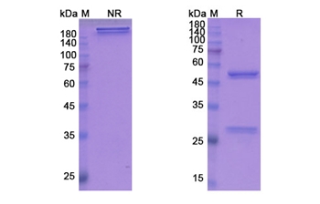 Fezakinumab (IL22) - Research Grade Biosimilar Antibody