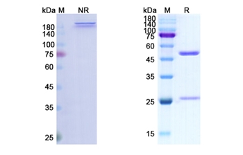 Figitumumab (IGF1R/CD221) - Research Grade Biosimilar Antibody