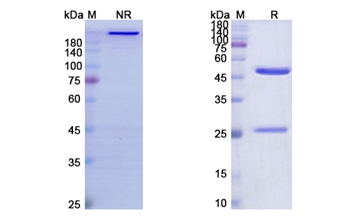 Flanvotumab (TYRP1) - Research Grade Biosimilar Antibody