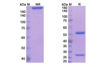 Fletikumab (IL20 ) - Research Grade Biosimilar Antibody