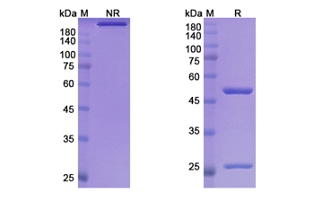 Fontolizumab (IFNG) - Research Grade Biosimilar Antibody